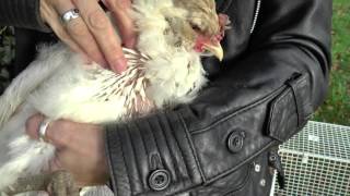 Chicken Moulting Dos amp Donts [upl. by Eileme]