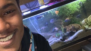 55 gallon cichlid tank [upl. by Chuch]