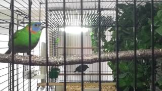 Up close  Erythrura Coloria  Red eared Parrotfinch  Buntkopf Papageiamadine [upl. by Etta]