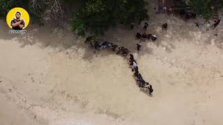 main ular naga bersama kawan kawan di pulau soetan kawasan pesisir selatan sumbar seruh banget [upl. by Gustie]