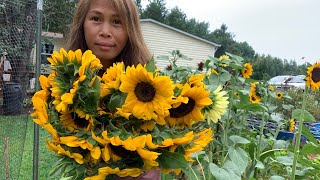 Cutting Procut Sunflower [upl. by Lanctot]