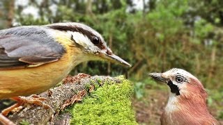 Bird Sounds  Birds Chirping and Wings Fluttering in The Forest Garden [upl. by Renrut689]