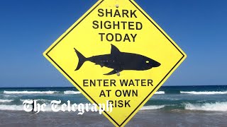 Sydney records first fatal shark attack in nearly 60 years as swimmer is mauled to death at beach [upl. by Natie]