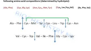 Protein sequencing sample exercise solved elucidation of disulfide bonds [upl. by Nyl]