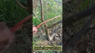 Thai Apple Ber one year old plant first cutting [upl. by Hsina315]