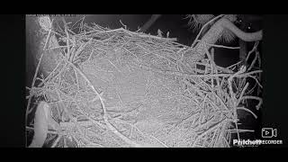 SWFL Bald Eagles Cam 2 10302024 0610 [upl. by Fatsug39]