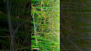 Spider net in morning nature shorts youtubeshorts viral spider flowers [upl. by Ynatirb]