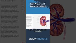 🔍 Explore Kidney Anatomy with 3D Interactive Model 🩺 lecturio nclexrn [upl. by Wiskind]