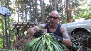 How to Propagate Yuccas from Cuttings [upl. by Tabor]