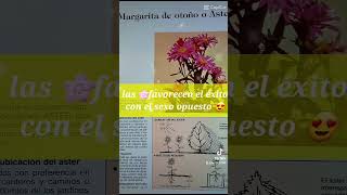 Propiedades mágicas de las margaritas plantas [upl. by Coleman]