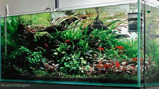 Thriving Oasis A Natural Aquarium Bursting with Color aquarium tropicalfish aquacape plants [upl. by Nivlag]