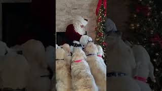 Santa Visits Golden Retrievers [upl. by Scoter]