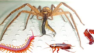 Spider vs Centipede  Centipede vs spider insectsanimals cockroach spider millipede [upl. by Trixie]