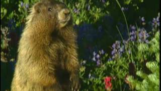 Hoary Marmot eating plants in Mount Rainier National Park [upl. by Adley]