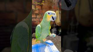 Parangaricutirimícuaro 😱😂 comedy funny parrot lorohablador hablaringlés [upl. by Ykcim]