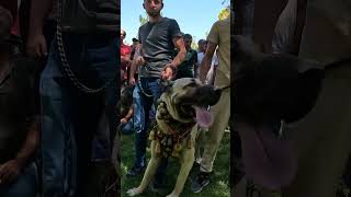 TÜRK ÇOBAN KÖPEKLERİ YARIŞMASI DEVAMI KANALIMDAN İZLEYEBİLİRSİNİZ anadolucobankopegi kangaldog [upl. by Aleak593]