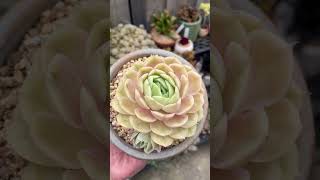 Echeveria Onslow echeveria succulent succulents plants succulentvarieties succulentsbaby [upl. by Cord990]