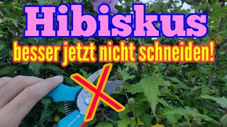 Hibiskus schneiden im Herbst ACHTUNG Eibisch kann dadurch SCHADEN nehmen Frostschaden [upl. by Zirtaeb267]