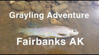 Grayling Fishing in Fairbanks Alaska on the Chena river [upl. by Daht]