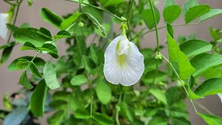 Permanentflowervine Aprajita ki bel shampysgarden whiteflies treatment सफ़ेद चिपचिपे कीड़े [upl. by Lihcox223]