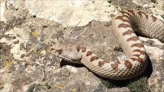 Vipera transcaucasianaKafkas Burunlu EngereğiTranscaucasian Nosehorned Viper [upl. by Wain]