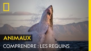 COMPRENDRE  Les requins [upl. by Deryl]