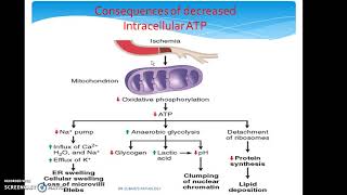 What causes Cell Injury What are the mechanisms of cell injury [upl. by Ravi]