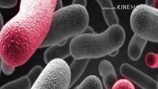 STRUCTURE OF BACTERIA  BY PHANINDRA GUPTHA [upl. by Topliffe157]