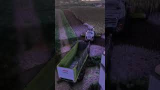 LAST SILAGE on FARMING SIMULATOR 22 fs22 farming farmingsimulator ls22 farmingsimulator22 [upl. by Merril437]