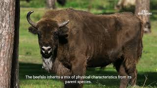 Beefalo The Fascinating Cow Bison Hybrid and Its Meat Market [upl. by Subak]