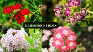 Growing Drummond Phlox  Tips and Care by Garden [upl. by Aelam640]