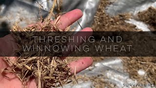 Hand Threshing and Winnowing Garden Wheat [upl. by Gwenore458]