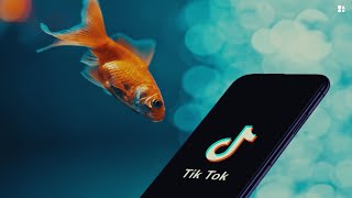 Le lien étrange entre Tiktok votre attention et un poisson rouge [upl. by Gaulin75]