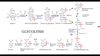 Glykolyse  Kohlenhydratstoffwechsel 1  Ablauf amp Phasen [upl. by Zales688]