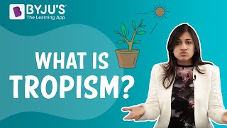 Tropic Movements In Plants  Tropism [upl. by Jenny]