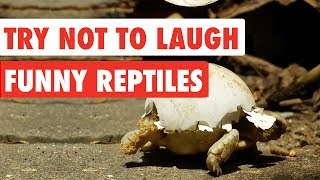 Try Not To Laugh  Funny Reptiles Video Compilation 2017 [upl. by Nasya]