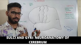 SULCI AND GYRI OF CEREBRUM  FUNCTIONAL AREAS  NEUROANATOMY OF CEREBRUM PART 1 [upl. by Laiceps]