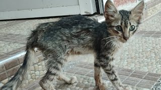 Emaciated scared kitten Motherless baby kitten Blides kitten 💔 escaping cat all in this video [upl. by Nodnrb]