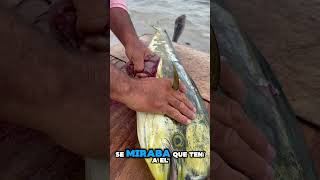 ¿Sabias esto😱Toda esta SARDINA se comio este Dorado 🎣 fishing lapesca fish [upl. by Aerol]