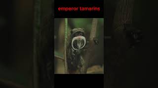 Emperor tamarin [upl. by Gasser589]