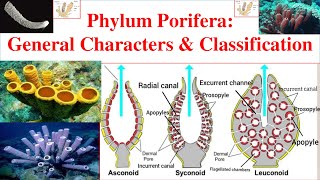 Porifera  Phylum Porifera  Porifera General characters and Classification  Sponges [upl. by Migeon]