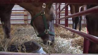 19 Neglected Horses Rescued from Baltimore Stable [upl. by Bouley]