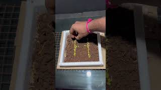 Mung beans timelaps plants grow tiktok seeds reels timelapse [upl. by Atekram]