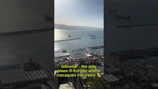 Gibraltar  the ONLY Country in Europe with FreelyLiving Macaques [upl. by Caitrin]