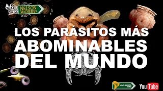 TOP  LOS 7 PEORES PARASITOS DEL MUNDO [upl. by Paradies]