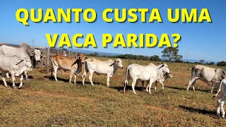 QUANTO CUSTA UMA VACA PARIDA [upl. by Laresa]