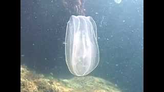 © Фауна Чёрного моря Гребневики Mnemiopsis leidyi Beroe ovata  13  Black Sea fauna [upl. by Florence]