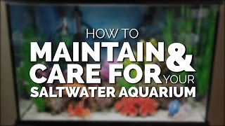 How To Maintain amp Care For Your Basic Saltwater Aquarium [upl. by Ed816]