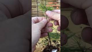 ⬆️本編Main video⬆️【黒松盆栽】三河黒松Japanese black pine bonsai Japanese black pine MIKAWA shorts [upl. by Mandel]