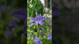 Harebell garden pollinators nativeplants bees flowers gardening plants [upl. by Ruffo534]